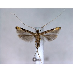 /filer/webapps/moths_gc/media/images/S/sinensis_Conopomorpha_A_EIHU.jpg