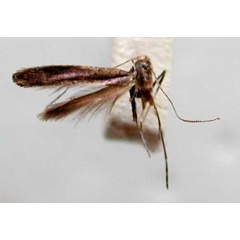 /filer/webapps/moths_gc/media/images/V/vibrans_Caloptilia_HT_TMSA331.jpg