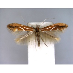 /filer/webapps/moths_gc/media/images/S/salictella_Phyllonorycter_A_EIHU_2.jpg