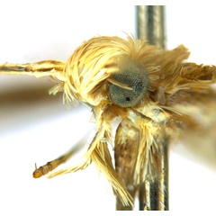 /filer/webapps/moths_gc/media/images/G/glochidia_Diphtheroptila_PT12_head2_ANIC.jpg