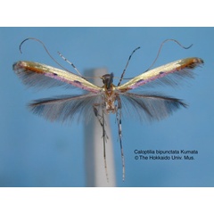 /filer/webapps/moths_gc/media/images/B/bipunctata_Caloptilia_HT_EIHU.jpg