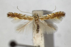 Phyllonorycter mirbeckifoliae