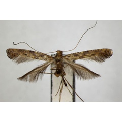 /filer/webapps/moths_gc/media/images/P/pulverea_Caloptilia_PT_ZSM.jpg