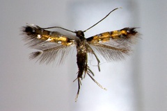 Porphyrosela dorinda