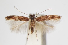 Phyllonorycter acaciella