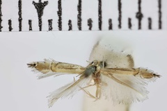 Phyllocnistis saligna