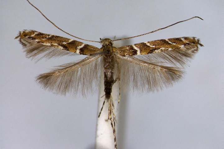 /filer/webapps/moths_gc/media/images/B/brongniardella_Acrocercops_A_EIHU.jpg