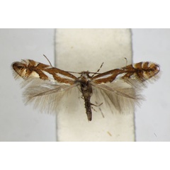 /filer/webapps/moths_gc/media/images/M/mespilella_Phyllonorycter_A_ZSM_2.jpg