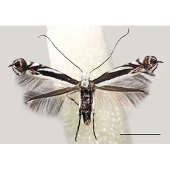 /filer/webapps/moths_gc/media/images/B/baranchikovi_Micrurapteryx_PT_NK-29.11-1_Kirichenko-et-al_2021_140.jpg