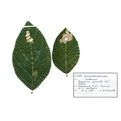 /filer/webapps/moths_gc/media/images/P/pinna_Ponga_HT_host-plant1_De-Prins-etal_2025_274.jpg