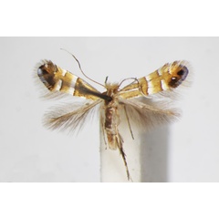 /filer/webapps/moths_gc/media/images/M/mongolicae_Phyllonorycter_A_ZSM.jpg