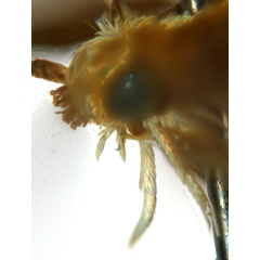 /filer/webapps/moths_gc/media/images/G/gunniella_Neurostrota_A01_head2_ANIC.jpg