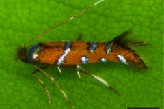 Porphyrosela arachisella