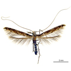 /filer/webapps/moths_gc/media/images/O/oxyloga_Diphtheroptila_AM_NULT024939.jpg
