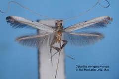 Caloptilia elongata