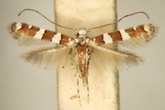 Acrocercops gossypii