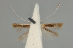 Cuphodes didymosticha