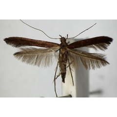 /filer/webapps/moths_gc/media/images/L/laurifoliae_Caloptilia_A_ZSM.jpg