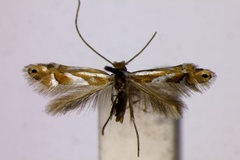 Phyllonorycter mirifica
