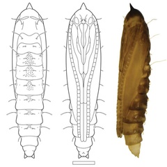 /filer/webapps/moths_gc/media/images/F/furcata_Phyllocnistis_pupa_Cerdena_2020_130.jpg