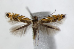 Macrosaccus robiniella