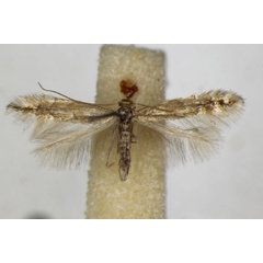 /filer/webapps/moths_gc/media/images/H/haasi_Phyllonorycter_A_ZSM.jpg