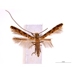 /filer/webapps/moths_gc/media/images/V/virosae_Diphtheroptila_PT7_ANIC.jpg