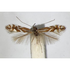 /filer/webapps/moths_gc/media/images/S/spinicolella_Phyllonorycter_A_ZSM_2.jpg