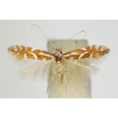 /filer/webapps/moths_gc/media/images/M/monspessulanella_Phyllonorycter_A_ZSM_5.jpg