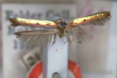 Caloptilia chrysitis