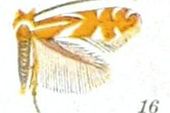 Phyllonorycter kearfottella