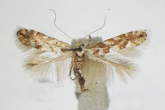 Phyllonorycter apparella