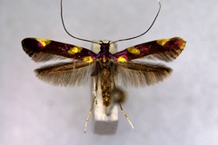 Caloptilia magnifica
