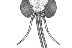 Adenogasteria leguminivora