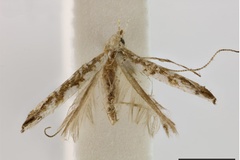 Acrocercops perturbata