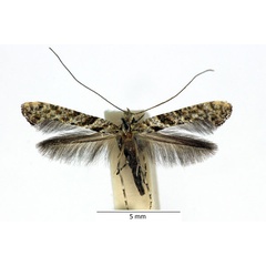 /filer/webapps/moths_gc/media/images/C/cuculipennella_Caloptilia_iW_01_LR.jpg