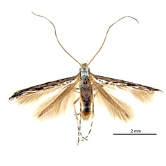 /filer/webapps/moths_gc/media/images/D/dhileepani_Stomphastis_PT4_De-Prins-etal_2026_256.jpg