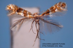 Phyllonorycter juglandis