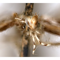 /filer/webapps/moths_gc/media/images/L/leptalea_Acrocercops_ST4_head_ANIC.jpg