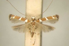 Dialectica cordiaecola