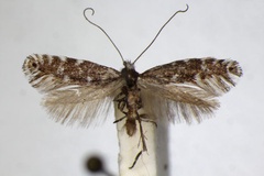 Parornix polygrammella