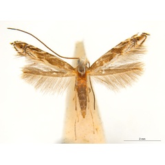 /filer/webapps/moths_gc/media/images/A/albistriatella_Epicephala_A21F_ANIC.jpg