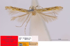 Acrocercops clisiophora