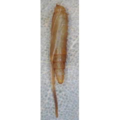 /filer/webapps/moths_gc/media/images/S/sinensis_Conopomorpha_pupa1_Siraj-etal_2026_175.jpg