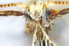 Polydema virgula