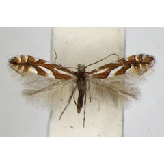 /filer/webapps/moths_gc/media/images/M/mespilella_Phyllonorycter_A_ZSM_3.jpg