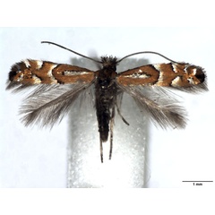 /filer/webapps/moths_gc/media/images/M/medicaginella_Phyllonorycter_AF_WJDP.jpg