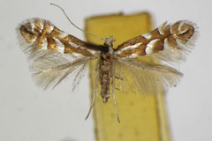 /filer/webapps/moths_gc/media/images/C/cavella_Phyllonorycter_A_ZSM.jpg