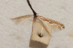 Aristaea thalassias