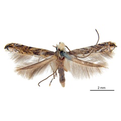 /filer/webapps/moths_gc/media/images/S/sydnea_Epicephala_HT_ANIC.jpg